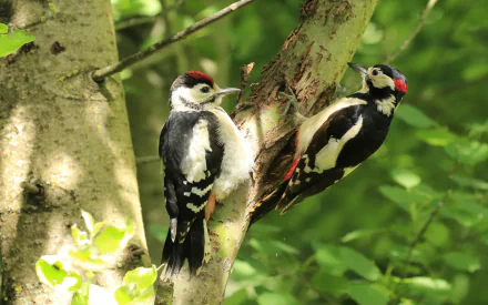 HD desktop wallpaper of two hairy woodpeckers perched on a sunlit tree branch amidst lush green foliage, showcasing the striking black, white, and red plumage of these woodpecker birds.