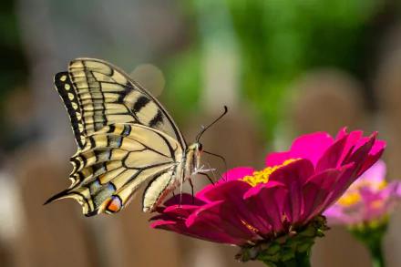 swallowtail butterfly insect macro flower Animal butterfly HD Desktop Wallpaper | Background Image