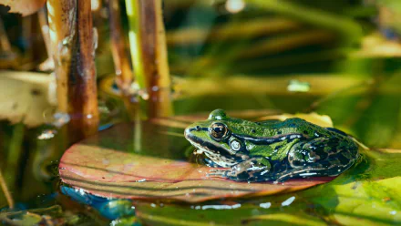 HD desktop wallpaper featuring a vibrant green frog amphibian resting on a lily pad amid aquatic plants.