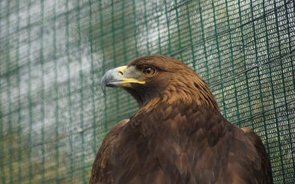 eagle Animal golden eagle HD Desktop Wallpaper | Background Image