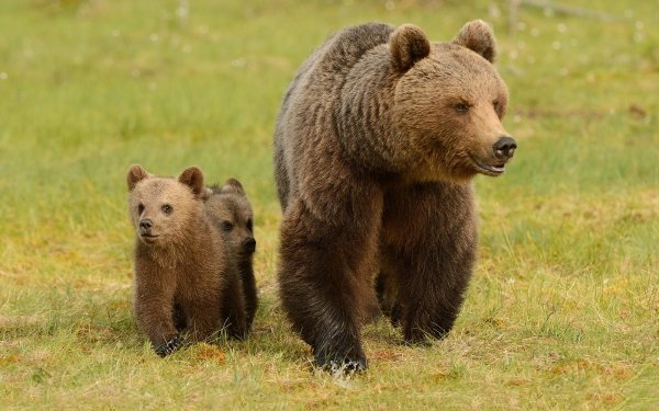 Animal Bear Bears Cub Baby Animal HD Wallpaper | Background Image