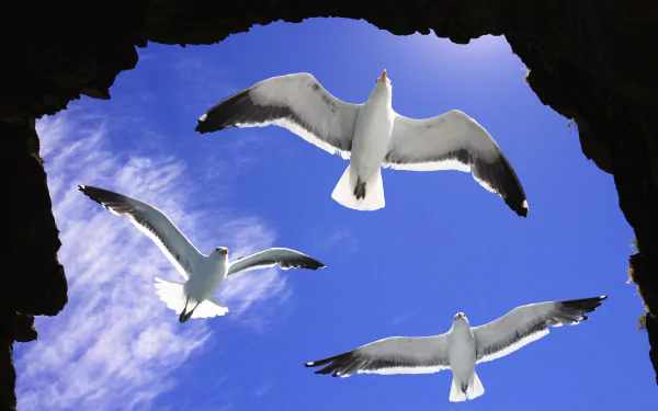  Seagulls Flying over Ocean Cave