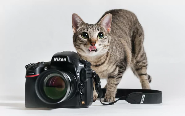 Nikon camera Animal cat HD Desktop Wallpaper | Background Image
