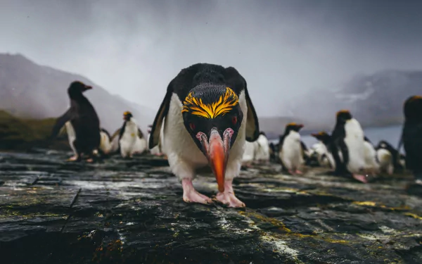 stare rockhopper penguin Animal penguin HD Desktop Wallpaper | Background Image