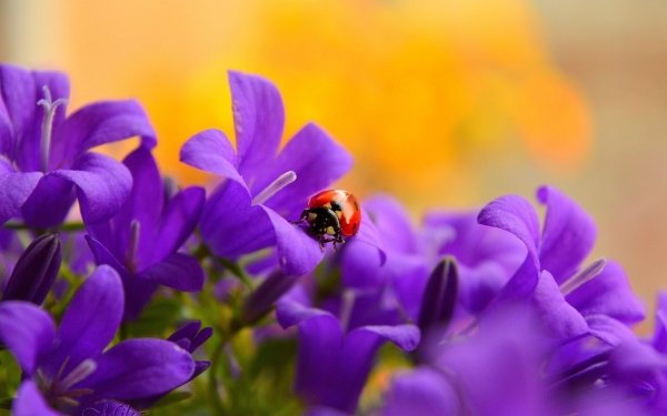 Animal Ladybug Insect Macro Flower Purple Flower HD Wallpaper | Background Image
