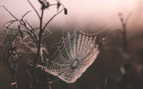 macro photography spider web HD Desktop Wallpaper | Background Image