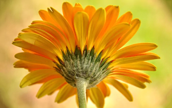  Yellow Flower