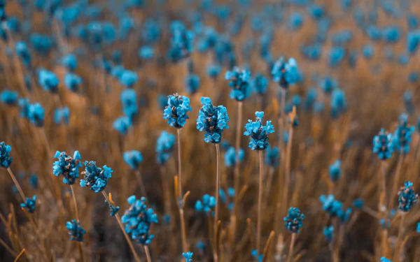  Blue flowers field