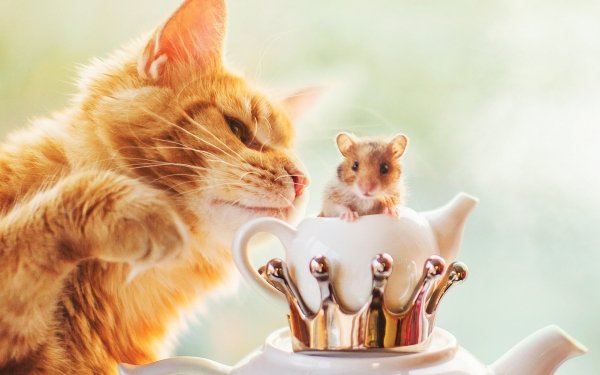 Animal Cat Cats Hamster HD Wallpaper | Background Image