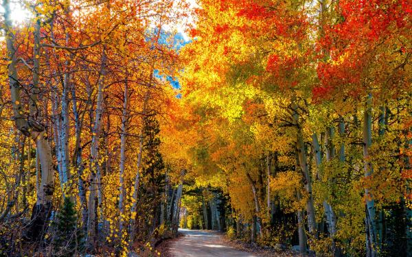 HD desktop wallpaper featuring a serene nature scene with a tree-lined path ablaze in vibrant fall colors of orange, red, and yellow.