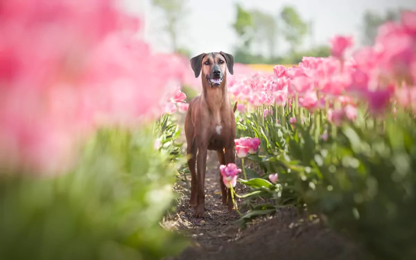 Rhodesian Ridgeback tulip pink flower flower Animal dog HD Desktop Wallpaper | Background Image