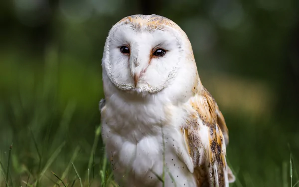 bird owl Animal barn owl HD Desktop Wallpaper | Background Image