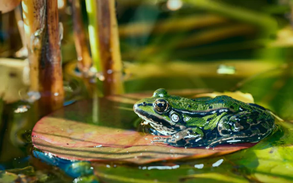 HD desktop wallpaper featuring a vibrant green frog amphibian resting on a lily pad amid aquatic plants.