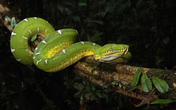 reptile snake Animal emerald tree boa HD Desktop Wallpaper | Background Image