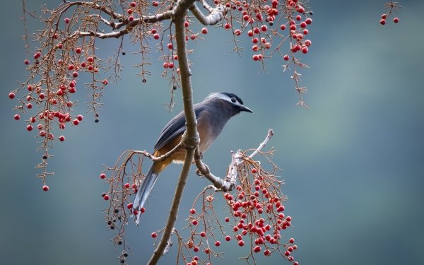 Animal Bird Birds Wildlife HD Wallpaper | Background Image