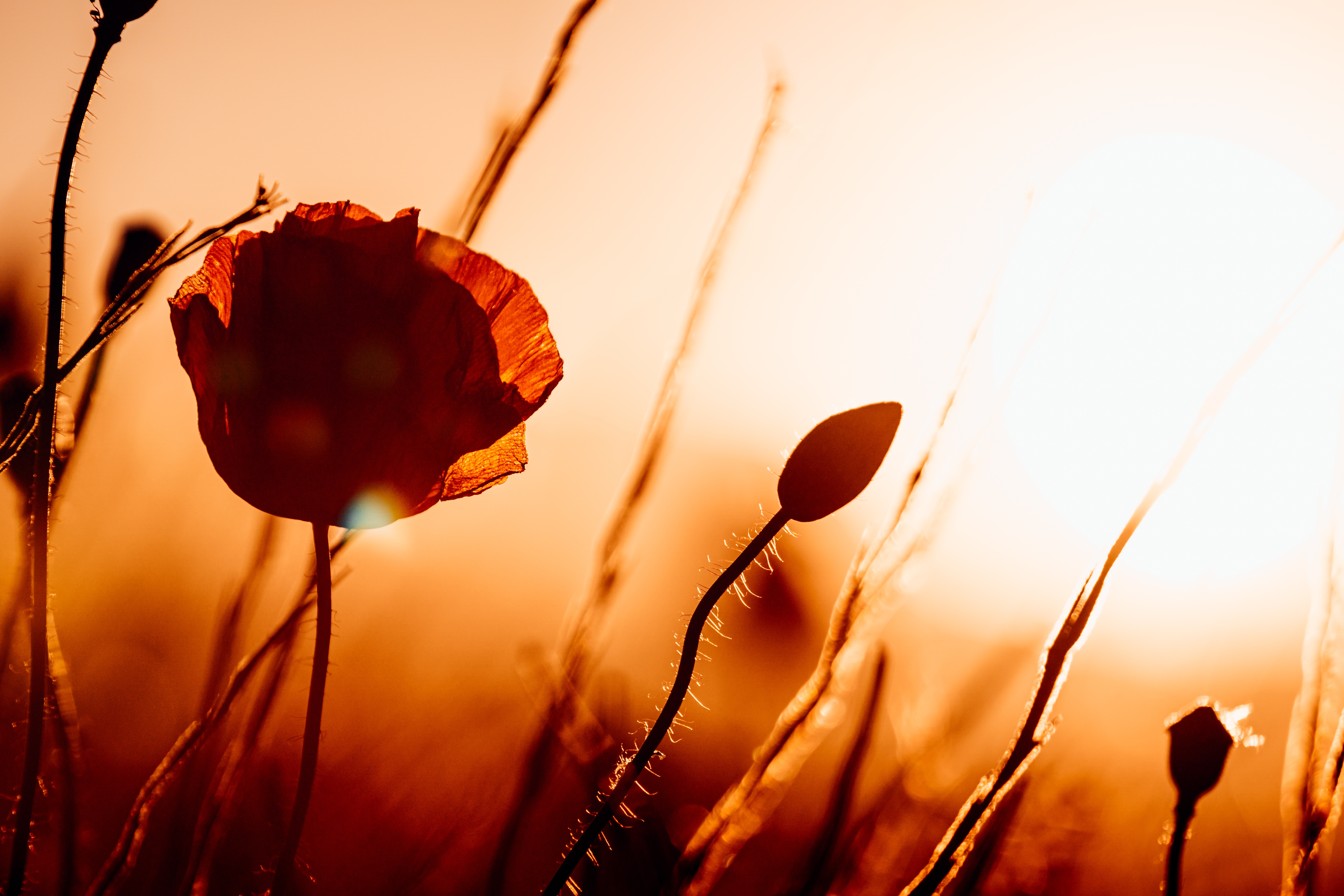 Download Close-up Red Flower Nature Summer Poppy 4k Ultra HD Wallpaper