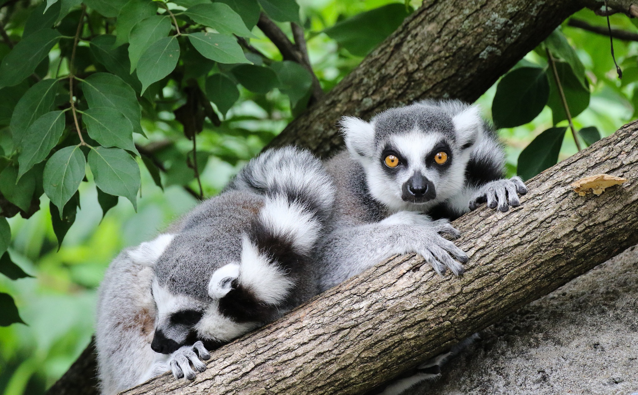 Download Animal Lemur HD Wallpaper