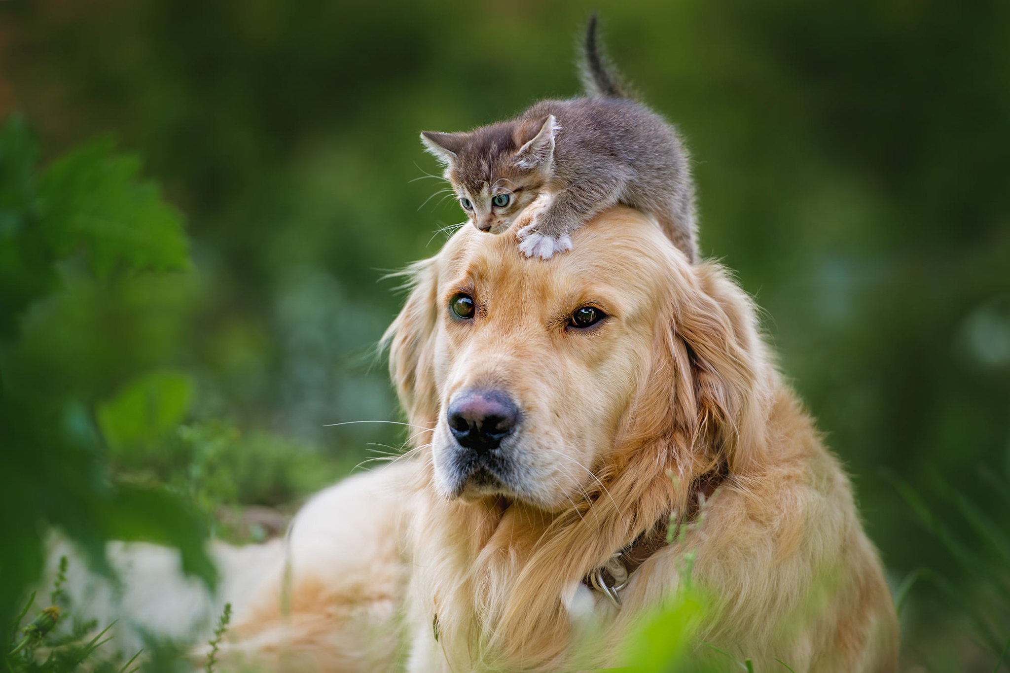Animal Cat & Dog HD Wallpaper