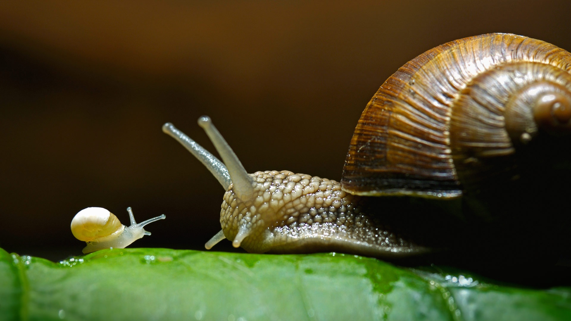 Snail HD Wallpaper | Background Image | 1920x1080 | ID:1023499