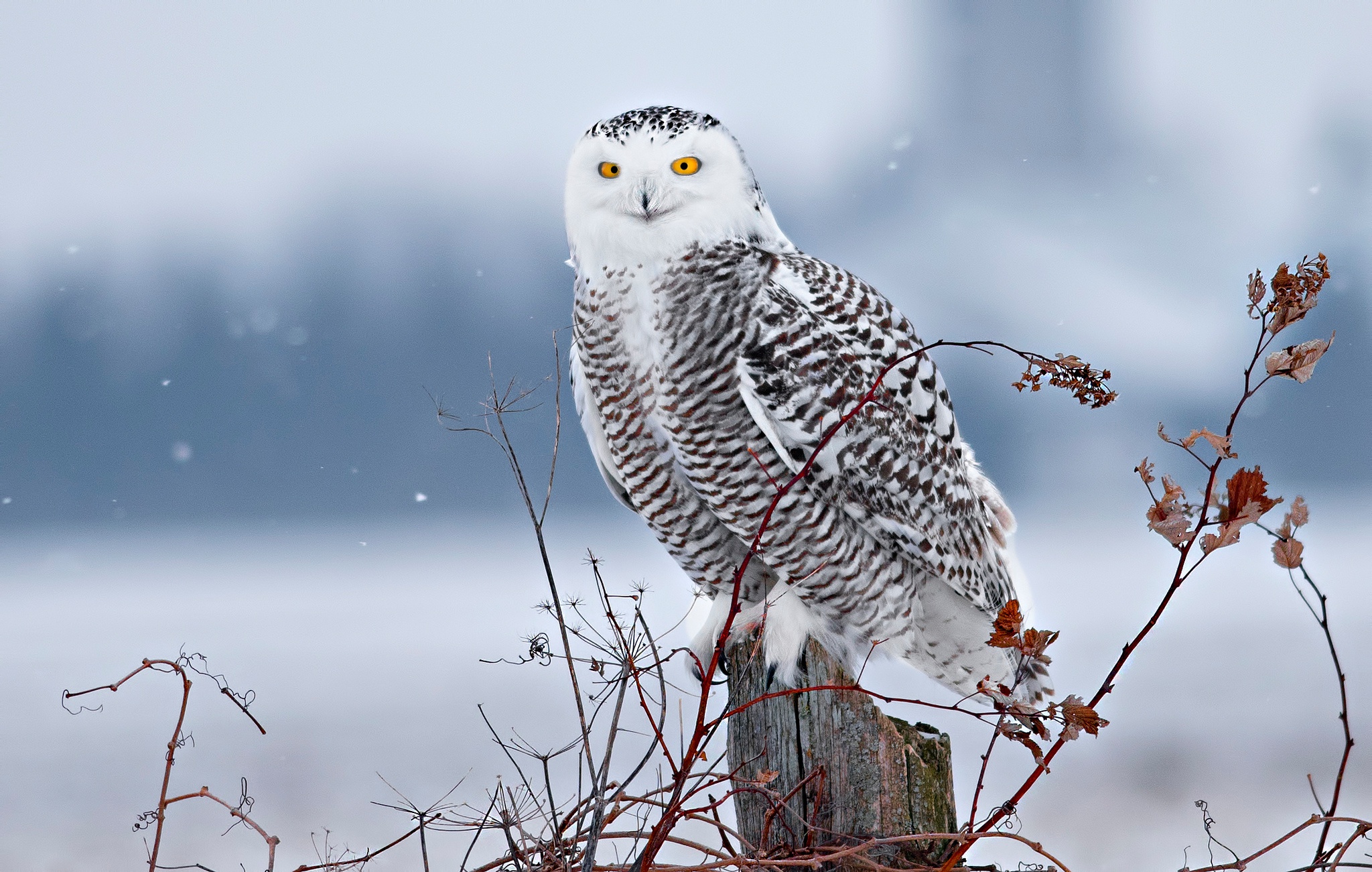 Download Owl Bird Animal Snowy Owl HD Wallpaper Download Owl Bird Animal Snowy Owl HD Wallpaper
