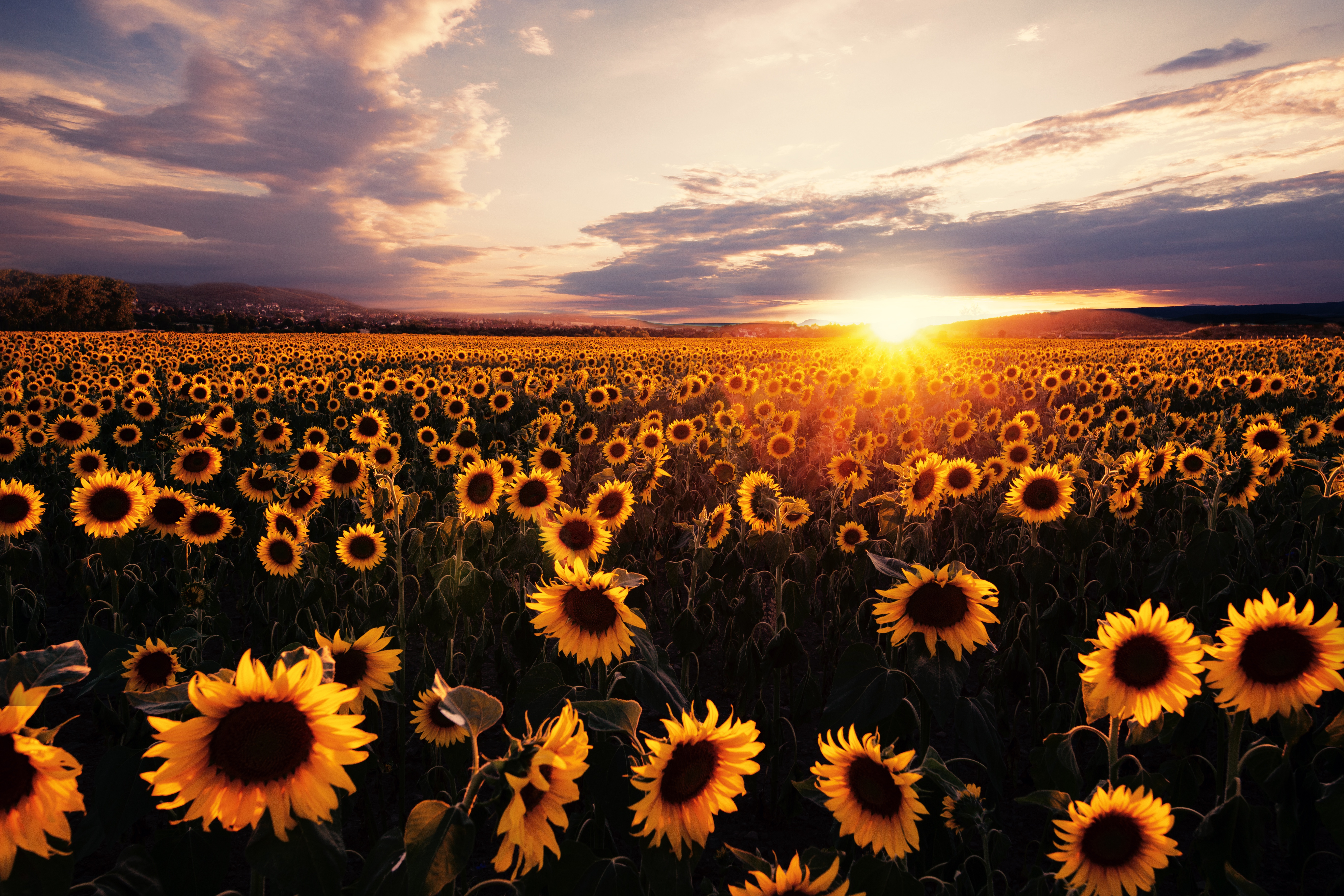 Sunflowers in the sunset HD wallpaper  Peakpx