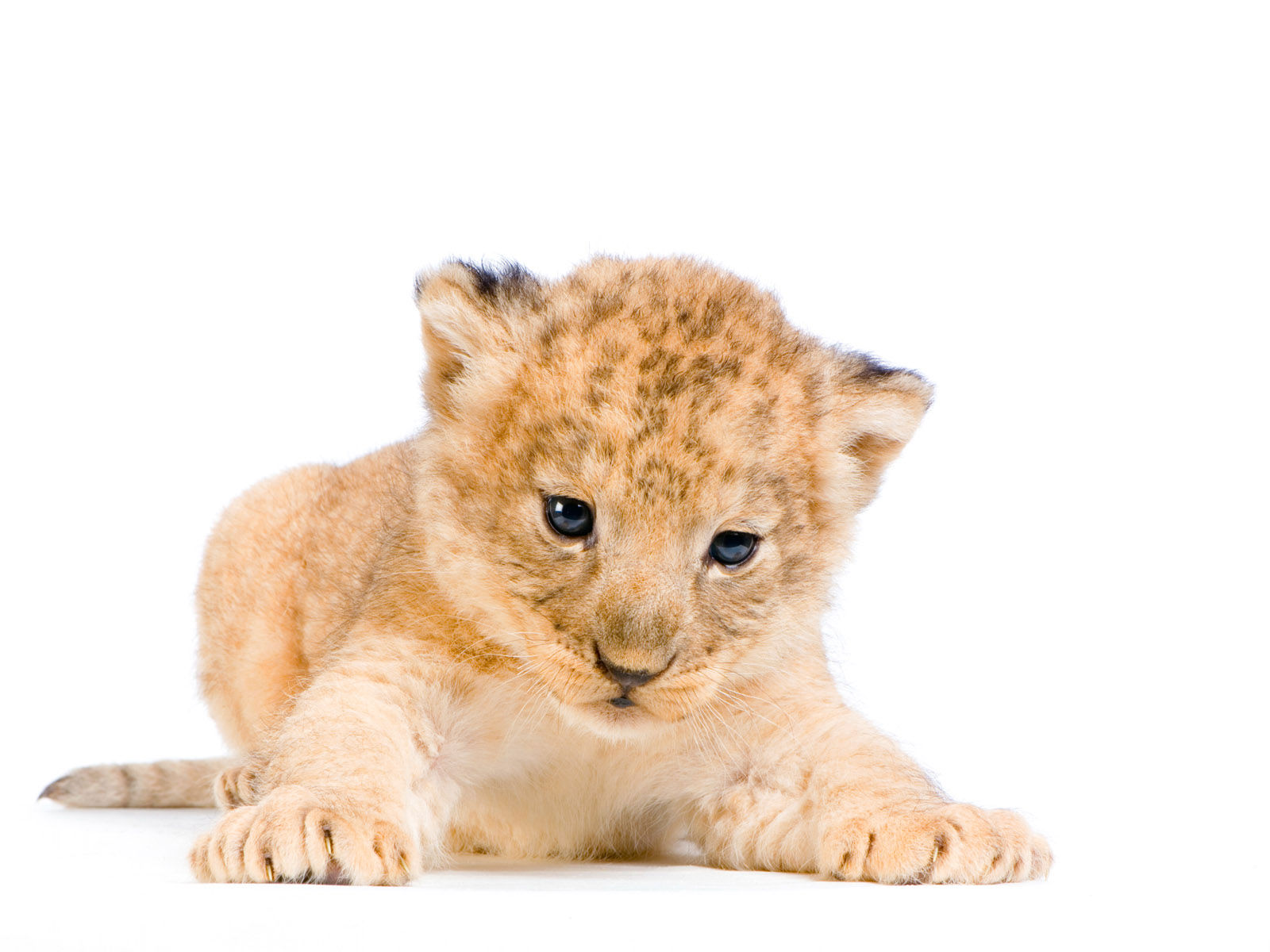Lion cub sitting on grassy field