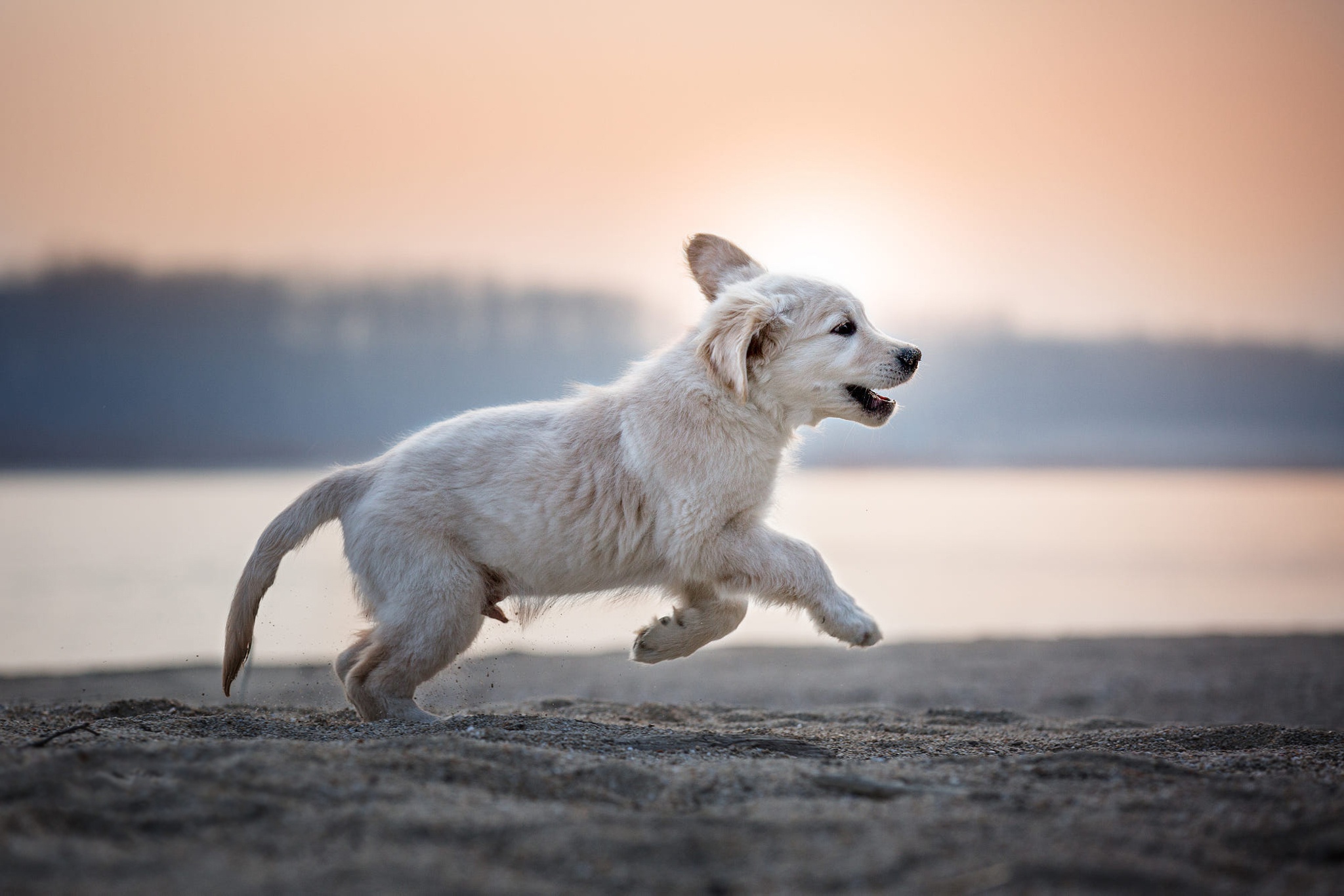 Собака бегает. Собака бежит. Собака бежит. Аусси на прогулке. Фотосъемка собак в движении.