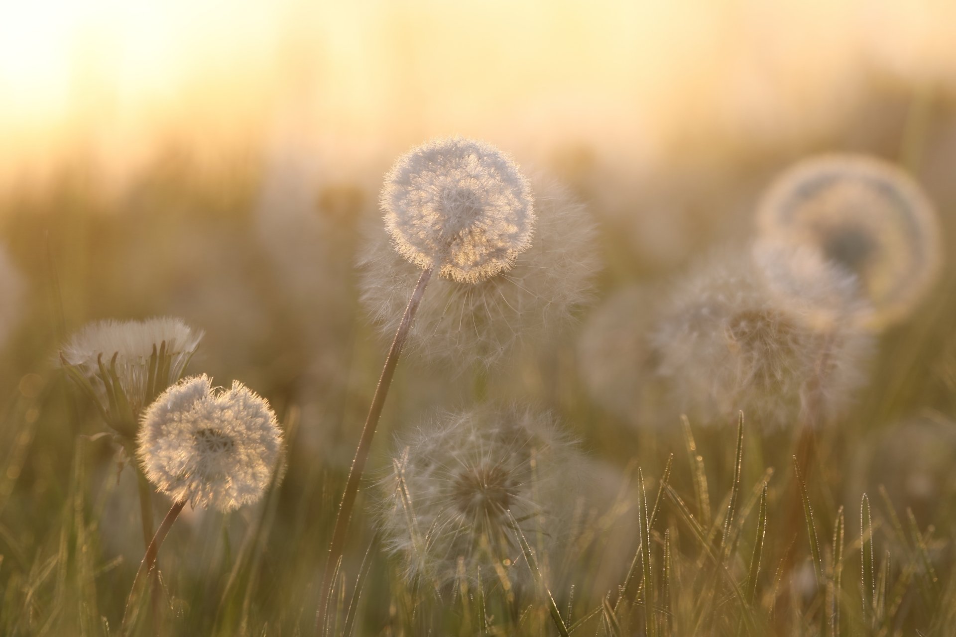 Download Nature Dandelion 4k Ultra HD Wallpaper