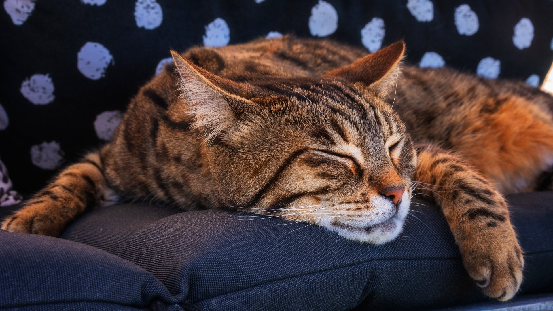 Download Sleeping Animal Cat 4k Ultra HD Wallpaper