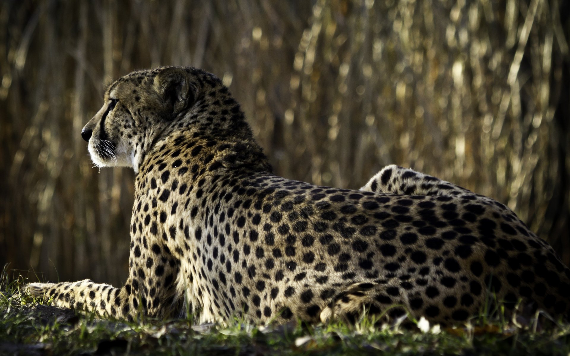 Download Style Animal Cheetah  HD Wallpaper