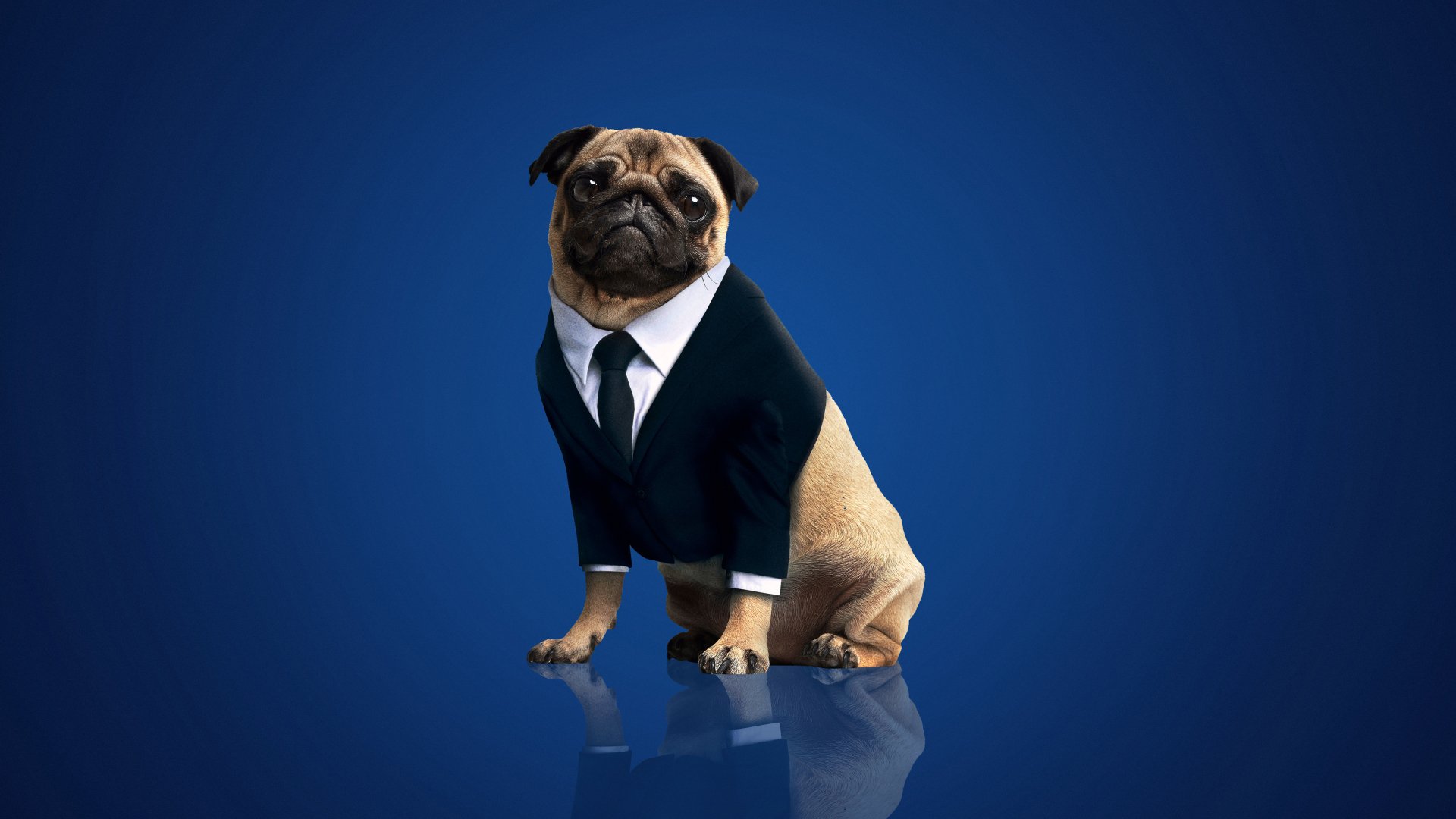 Download Frank The Pug Movie Men In Black: International 4k Ultra HD Wallpaper
