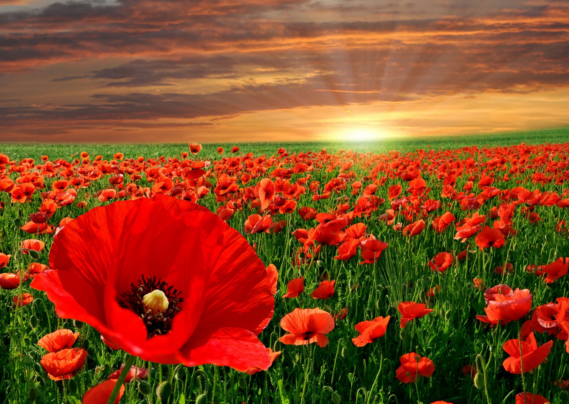 0 Poppy Hd Wallpapers Background Images