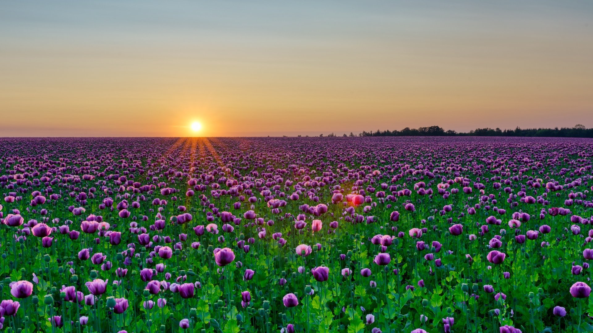A vibrant 4K Ultra HD desktop wallpaper featuring a vast summer field of purple poppy flowers under a glowing sunset sun in nature.