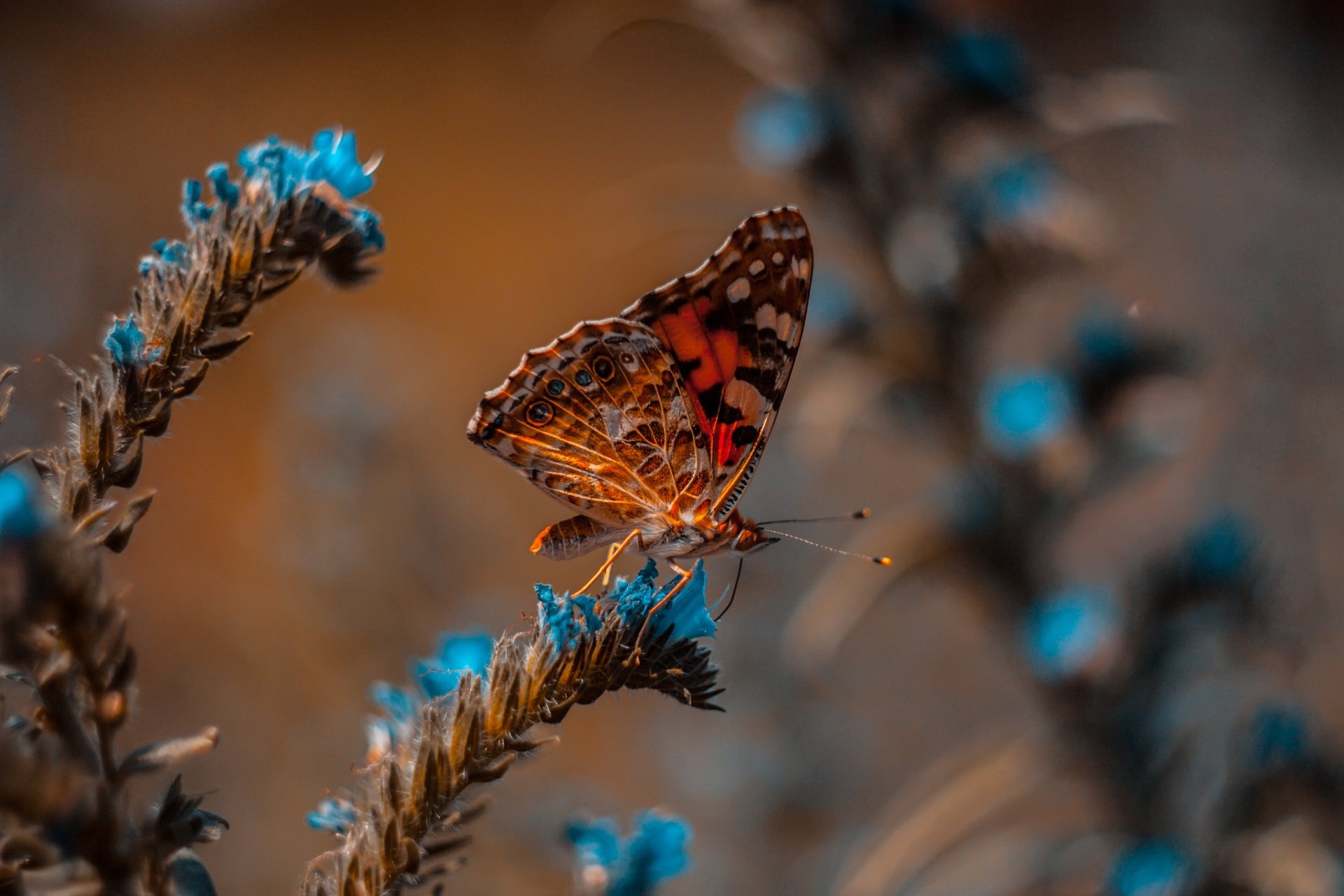 Download Flower Insect Macro Animal Butterfly 4k Ultra HD Wallpaper