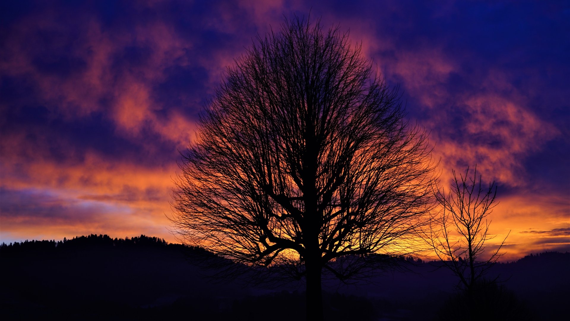Tree Silhouette in the Sunset 8k Ultra HD Wallpaper | Background Image