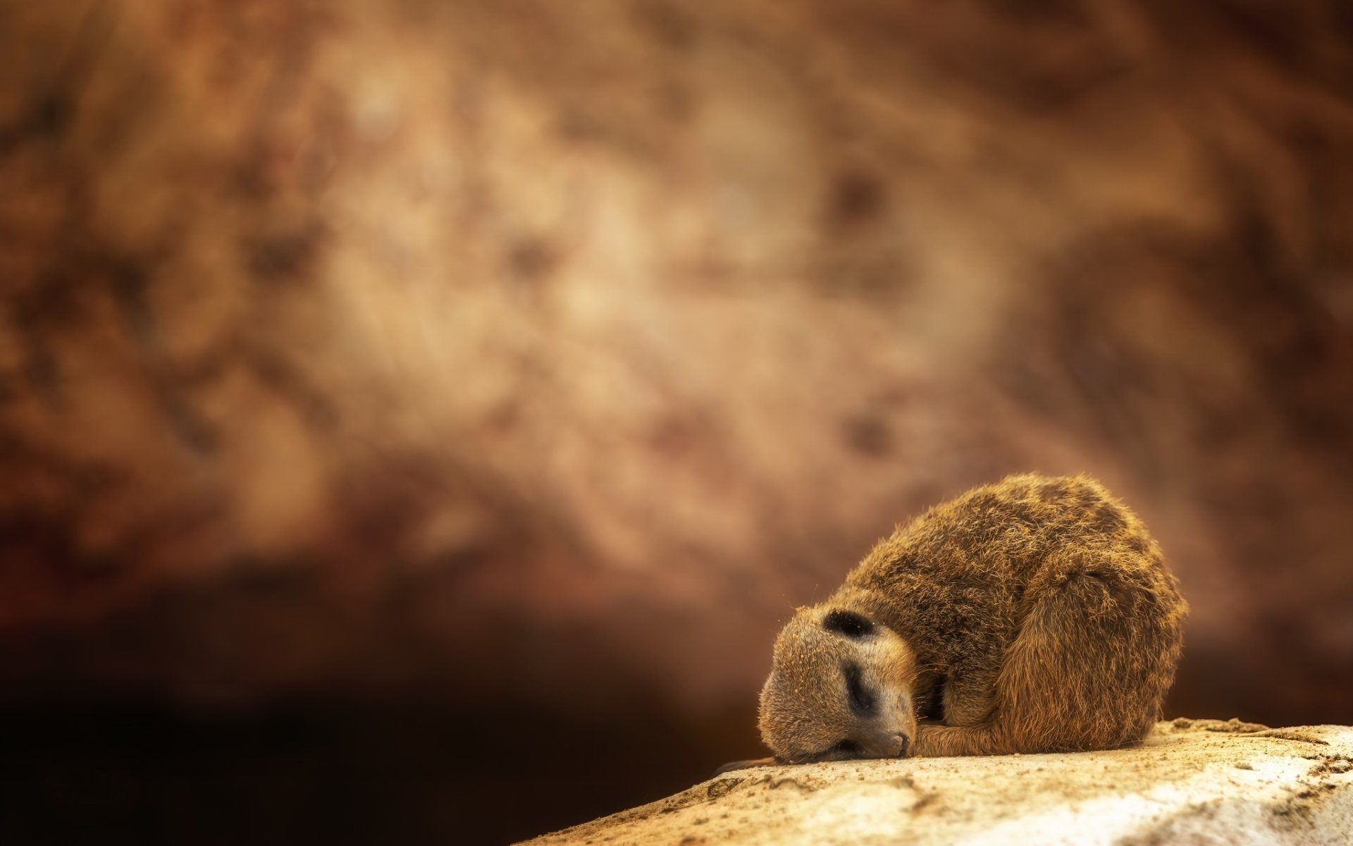 Download Sleeping Animal Meerkat HD Wallpaper