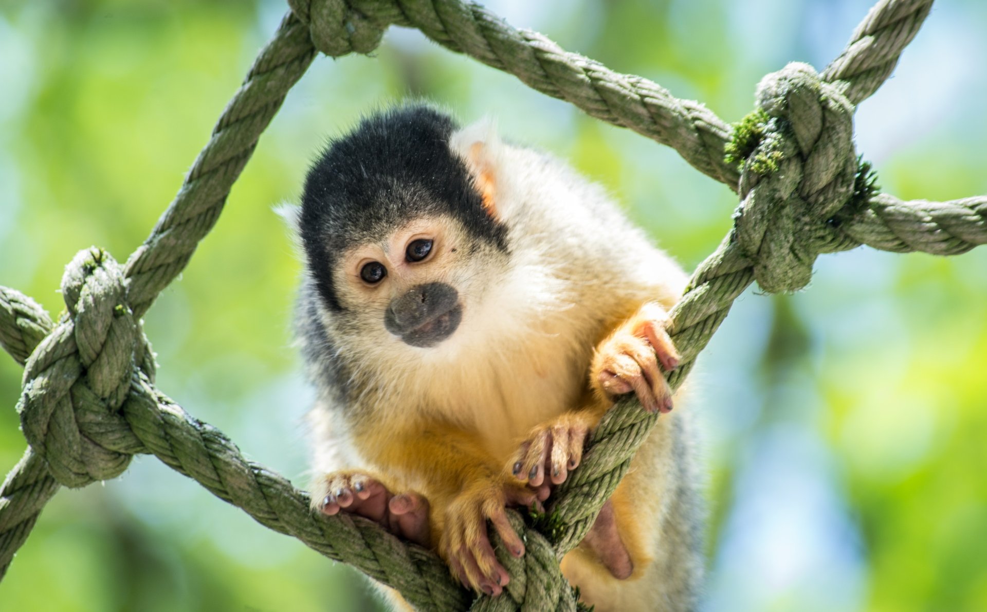 Download Baby Animal Animal Monkey 4k Ultra HD Wallpaper