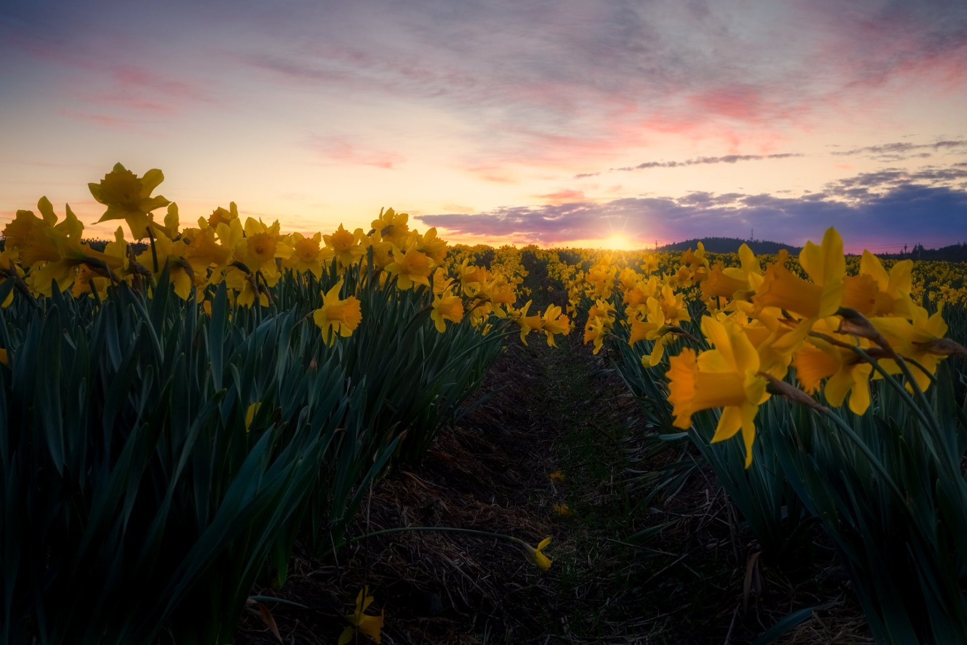 Download Yellow Flower Flower Sunset Nature Daffodil Hd Wallpaper