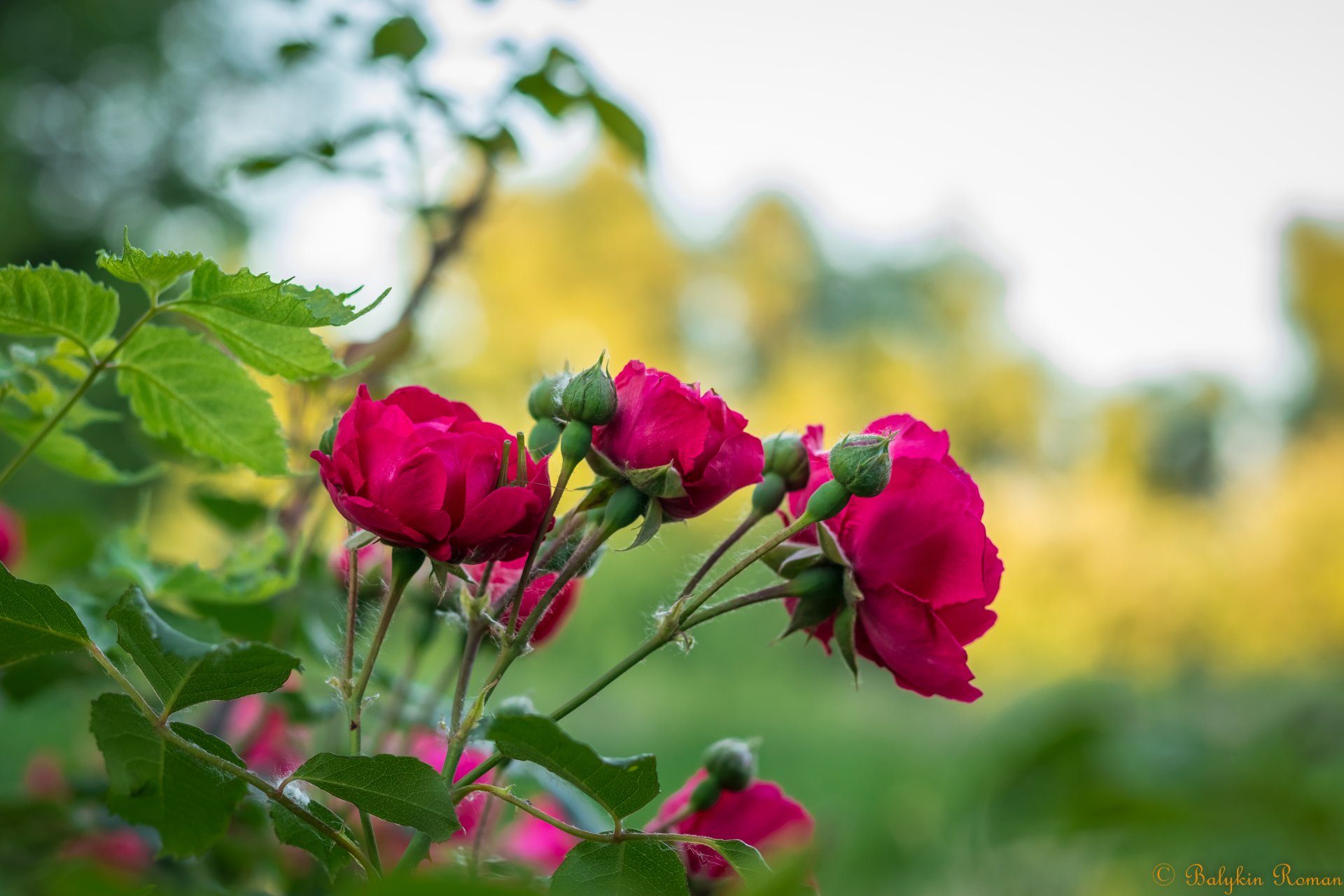 Nature Flower 4k Ultra HD Wallpaper by Vergilius