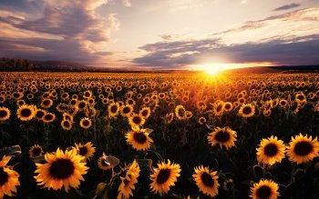 79 4k Ultra Hd Sunflower Wallpapers Background Images Wallpaper Abyss