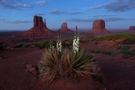 HD landscape of Monument Valley's iconic desert formations in the USA, featuring native desert plants under a vast blue sky.