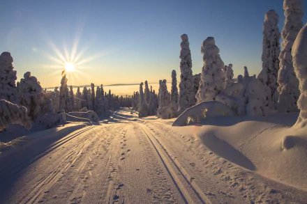 A snowy winter path in Finland bathed in warm sunbeams, surrounded by snow-covered trees under a clear blue sky, captured in 4K Ultra HD.
