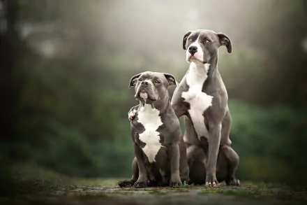 dog Animal american pit bull terrier HD Desktop Wallpaper | Background Image