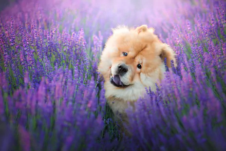 purple flower lavender flower dog Animal chow chow HD Desktop Wallpaper | Background Image