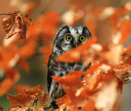 bird Animal owl HD Desktop Wallpaper | Background Image