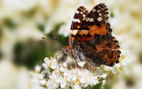 Animal Butterfly Insects Flower Insect Macro HD Wallpaper | Background Image
