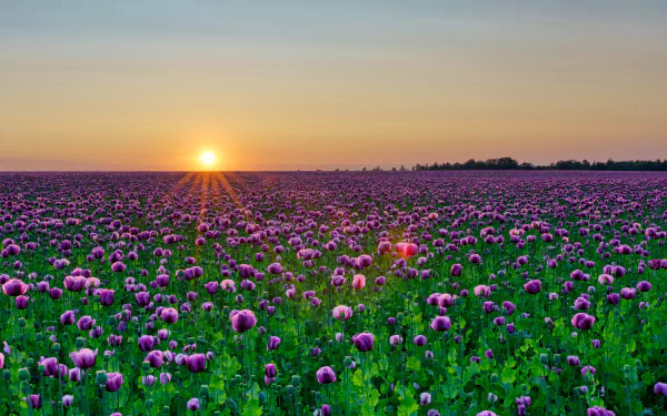 A vibrant 4K Ultra HD desktop wallpaper featuring a vast summer field of purple poppy flowers under a glowing sunset sun in nature.