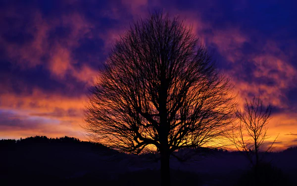 Silhouetted tree against a vivid sunset sky with dramatic clouds, captured in stunning 8K Ultra HD detail for a breathtaking nature desktop wallpaper.