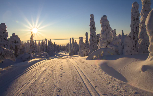 A snowy winter path in Finland bathed in warm sunbeams, surrounded by snow-covered trees under a clear blue sky, captured in 4K Ultra HD.
