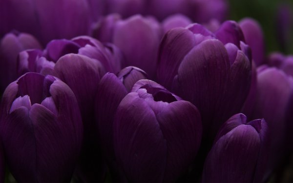 Tulips in Moonlight HD Wallpaper | Background Image | 2048x1551